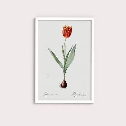Tulipa II