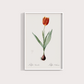 Tulipa II