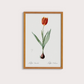 Tulipa II