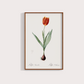 Tulipa II