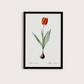 Tulipa II