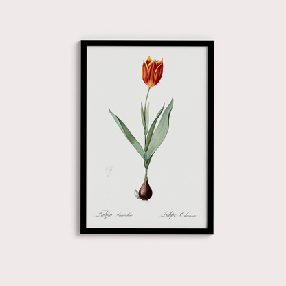 Tulipa II
