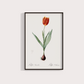 Tulipa II