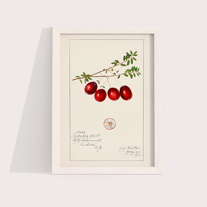 Cranberry Vintage