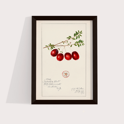 Cranberry Vintage