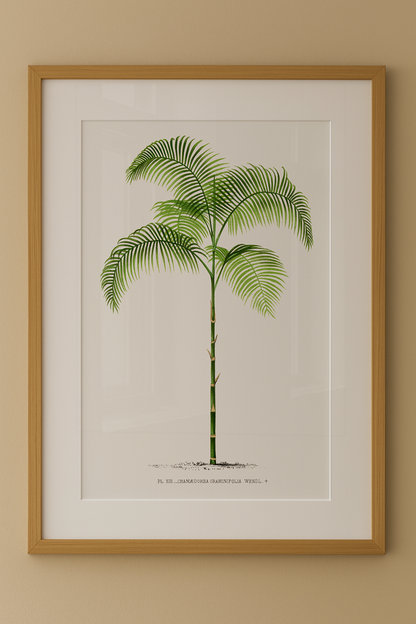 Composição de Quadros Palmeiras Vintage com Paspatur