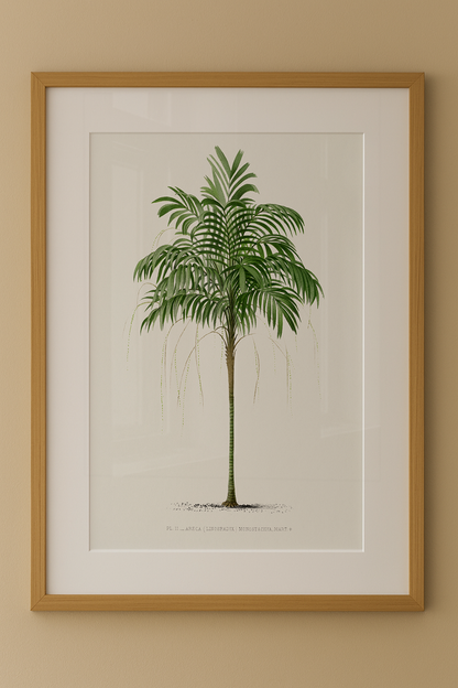 Composição de Quadros Palmeiras Vintage com Paspatur