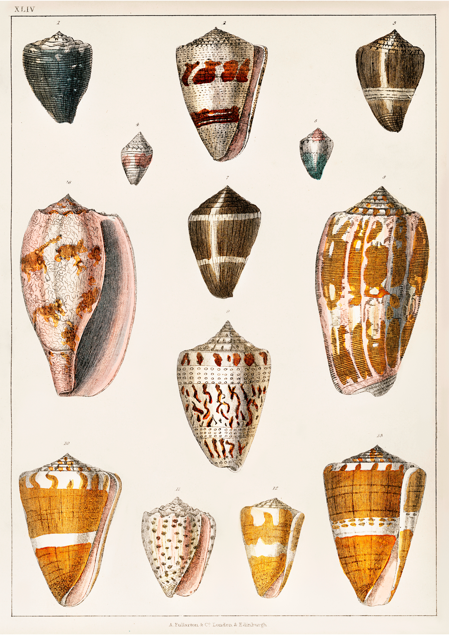 Conchas