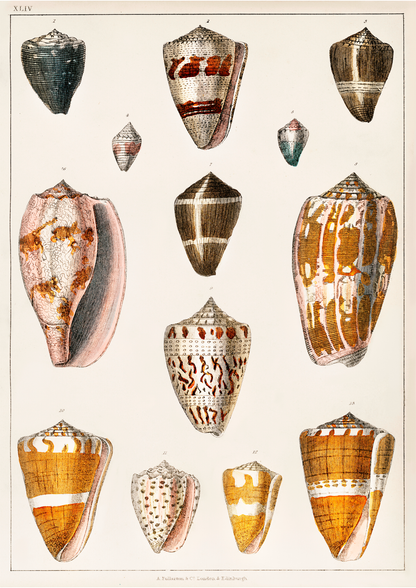 Conchas