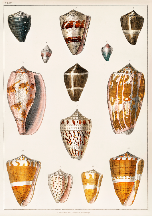 Conchas