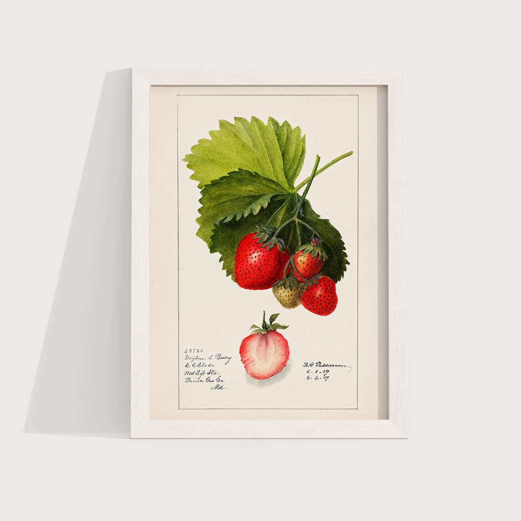 Morango vintage - LARTESTUDIO