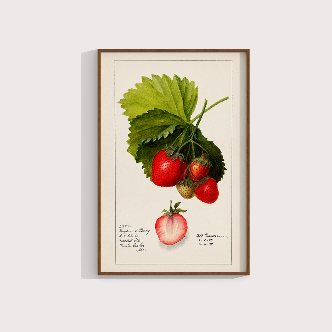 Morango vintage - LARTESTUDIO