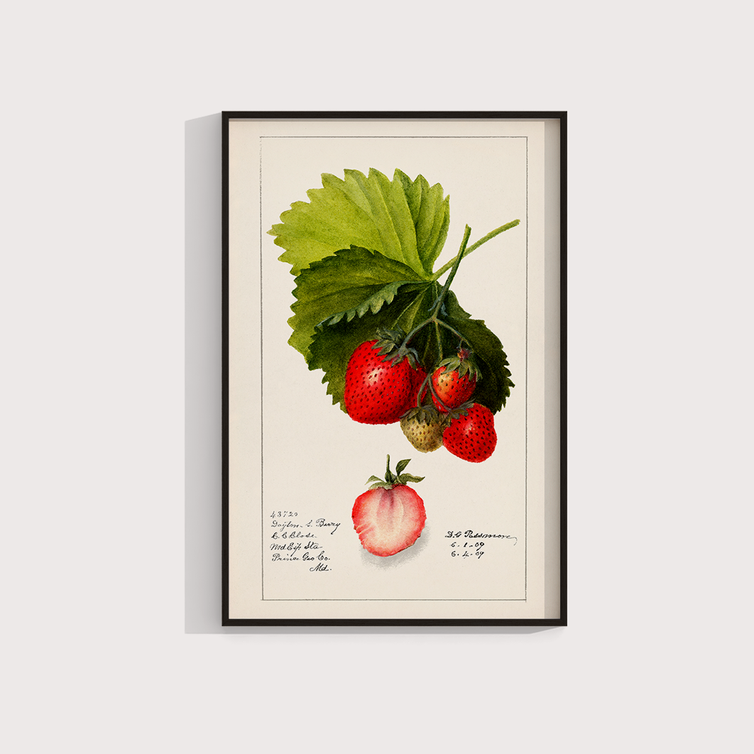Morango vintage - LARTESTUDIO