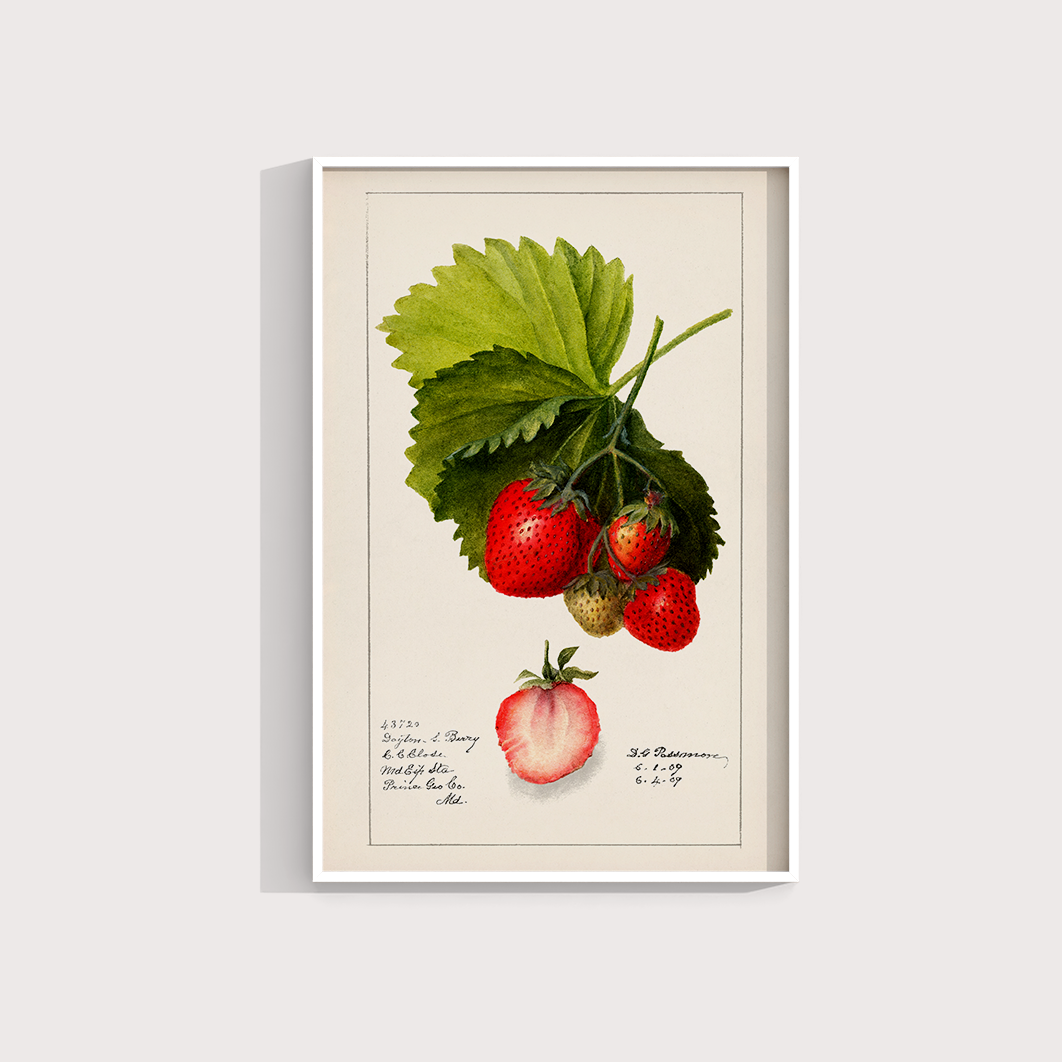 Morango vintage - LARTESTUDIO