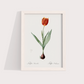 Tulipa II