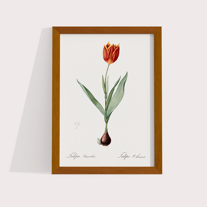 Tulipa II