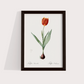 Tulipa II