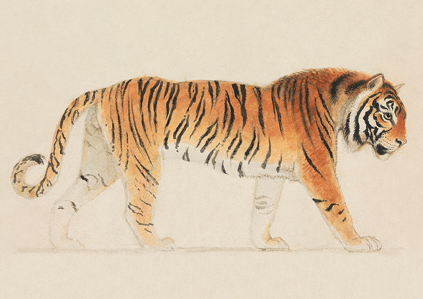 Tigre