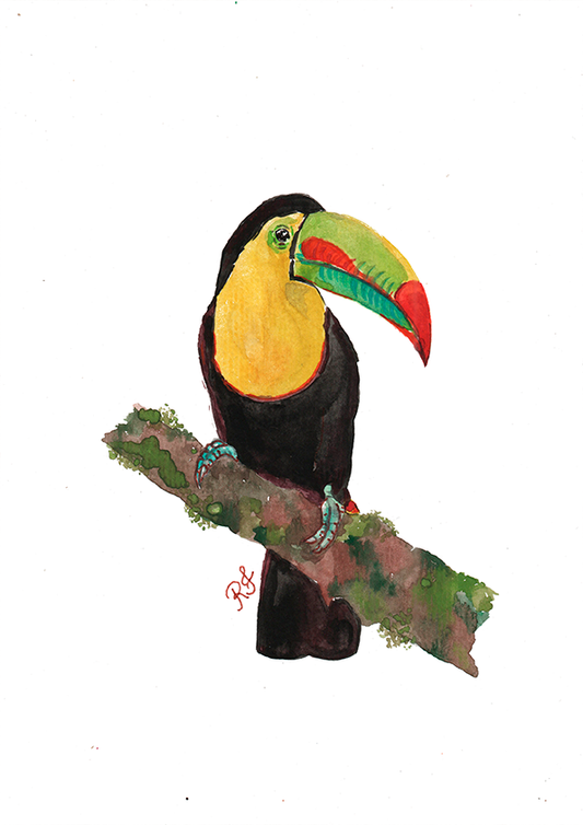 Quadro Tucano 2 por aquarelando