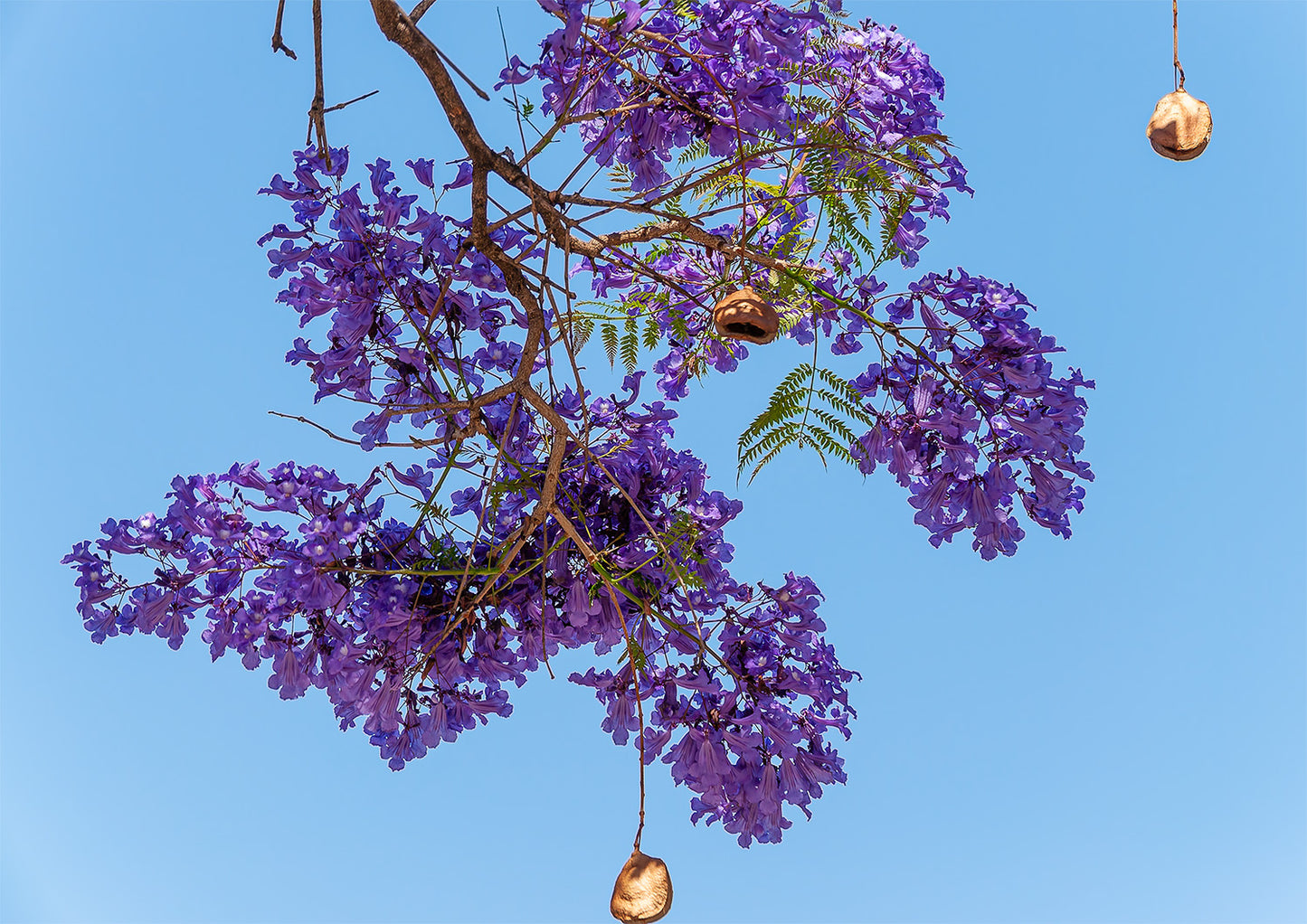 Quadro Flor de Jacarandá por Vanessa Zago