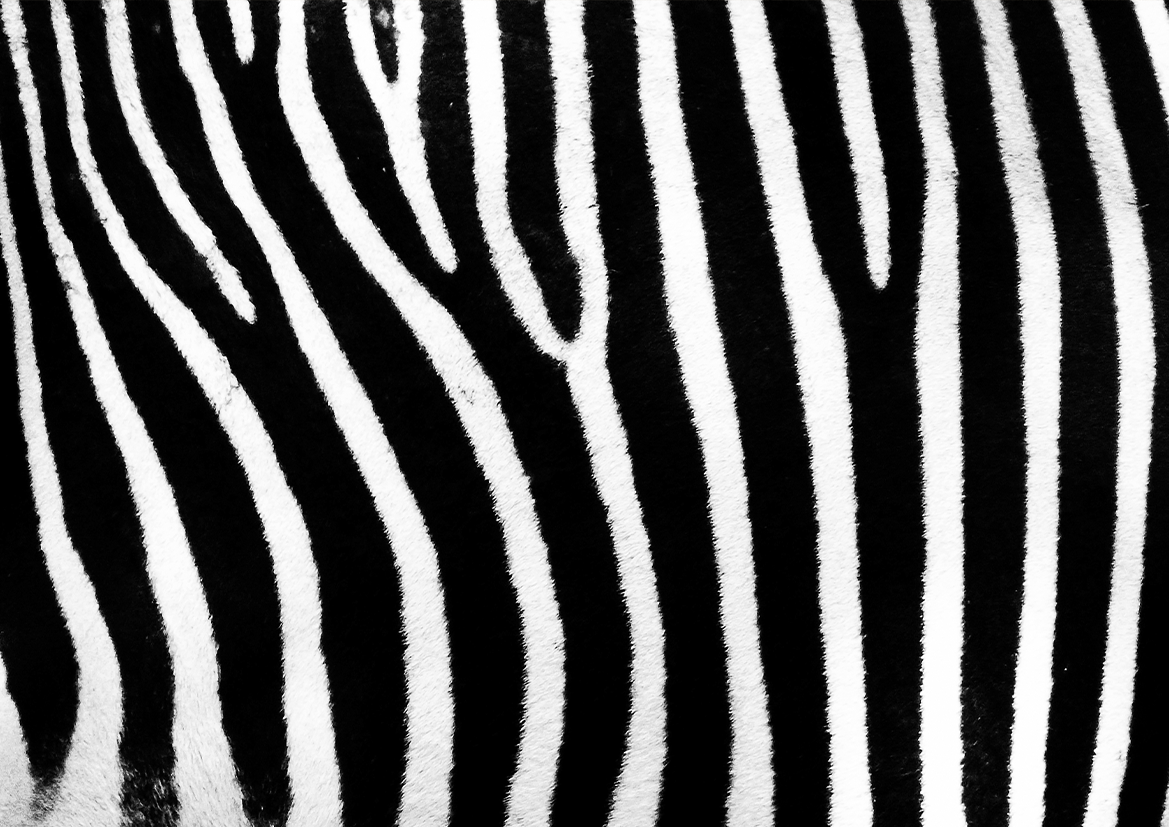 Quadro Zebra