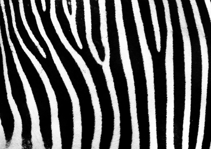Quadro Zebra
