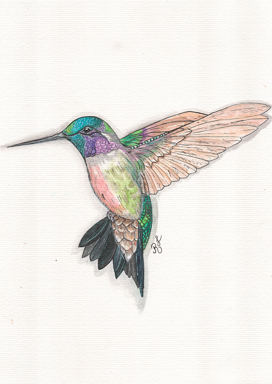 Quadro Beija Flor Aquarelando 26 por Rayana Karoline