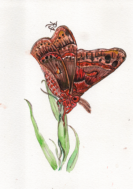 Quadro Borboleta II por aquarelando