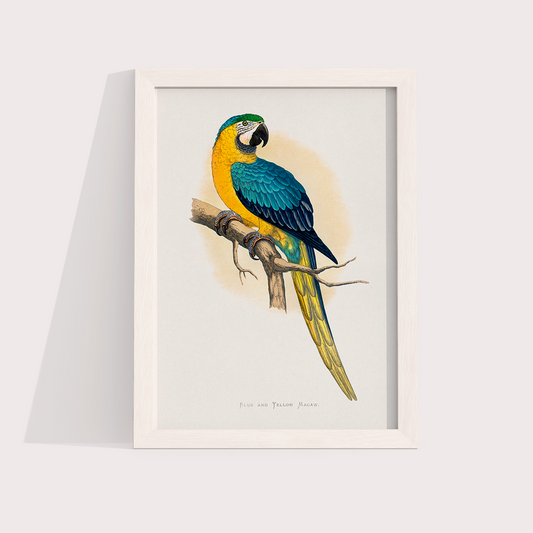 Arara