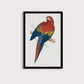 Arara Vintage 2