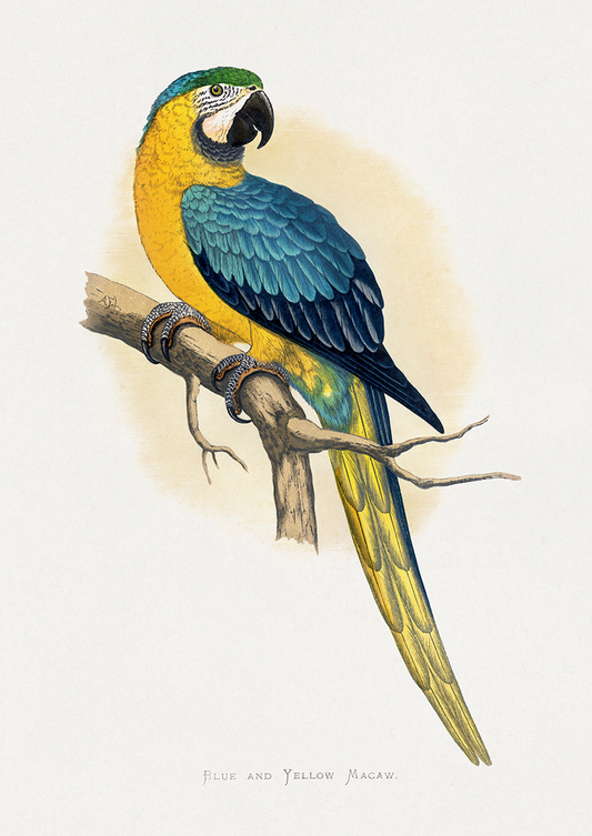 Arara