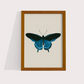 Borboleta Azul