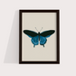 Borboleta Azul