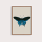 Borboleta Azul
