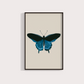 Borboleta Azul