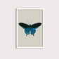 Borboleta Azul