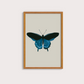 Borboleta Azul