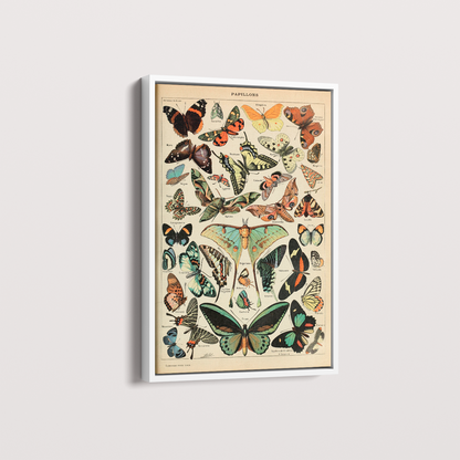 Papillons