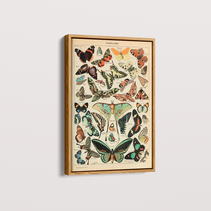 Papillons