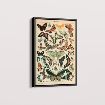 Papillons