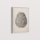 Brain Vintage