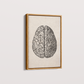 Brain Vintage