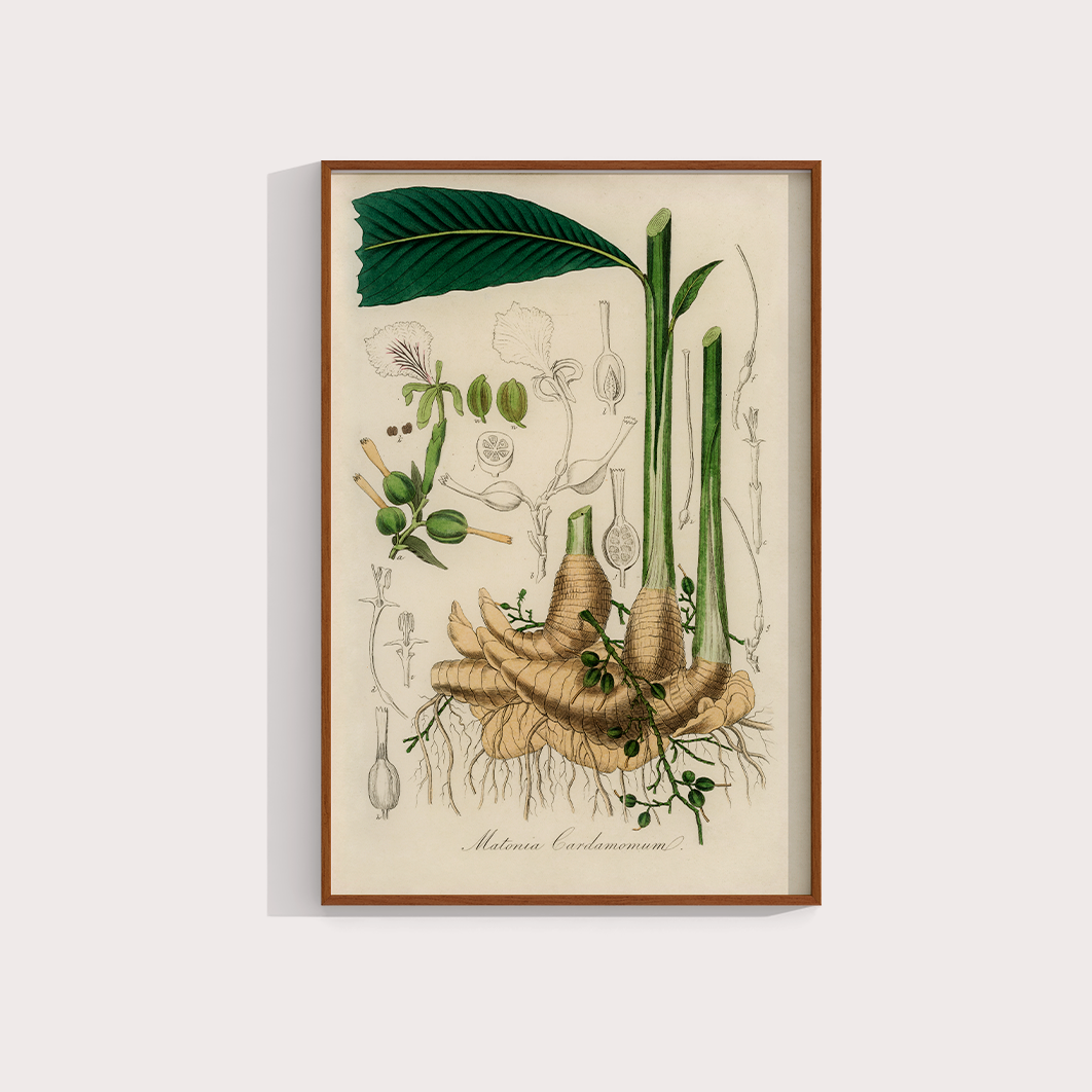 Cardamomo Vintage