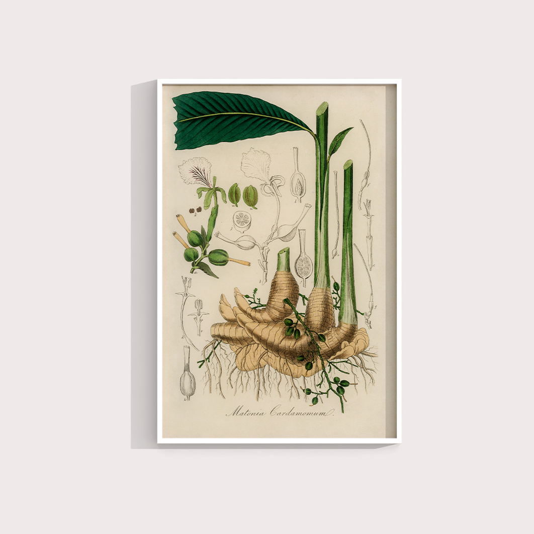 Cardamomo Vintage