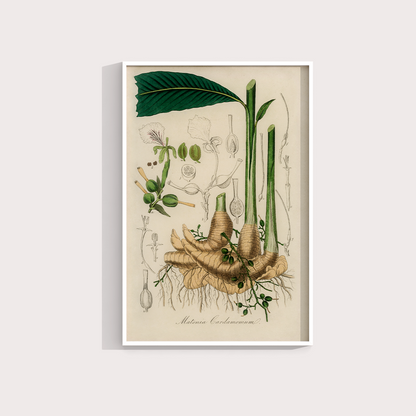 Cardamomo Vintage