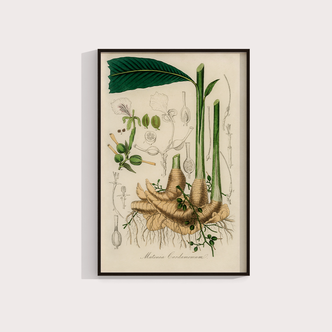 Cardamomo Vintage
