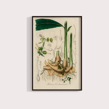 Cardamomo Vintage