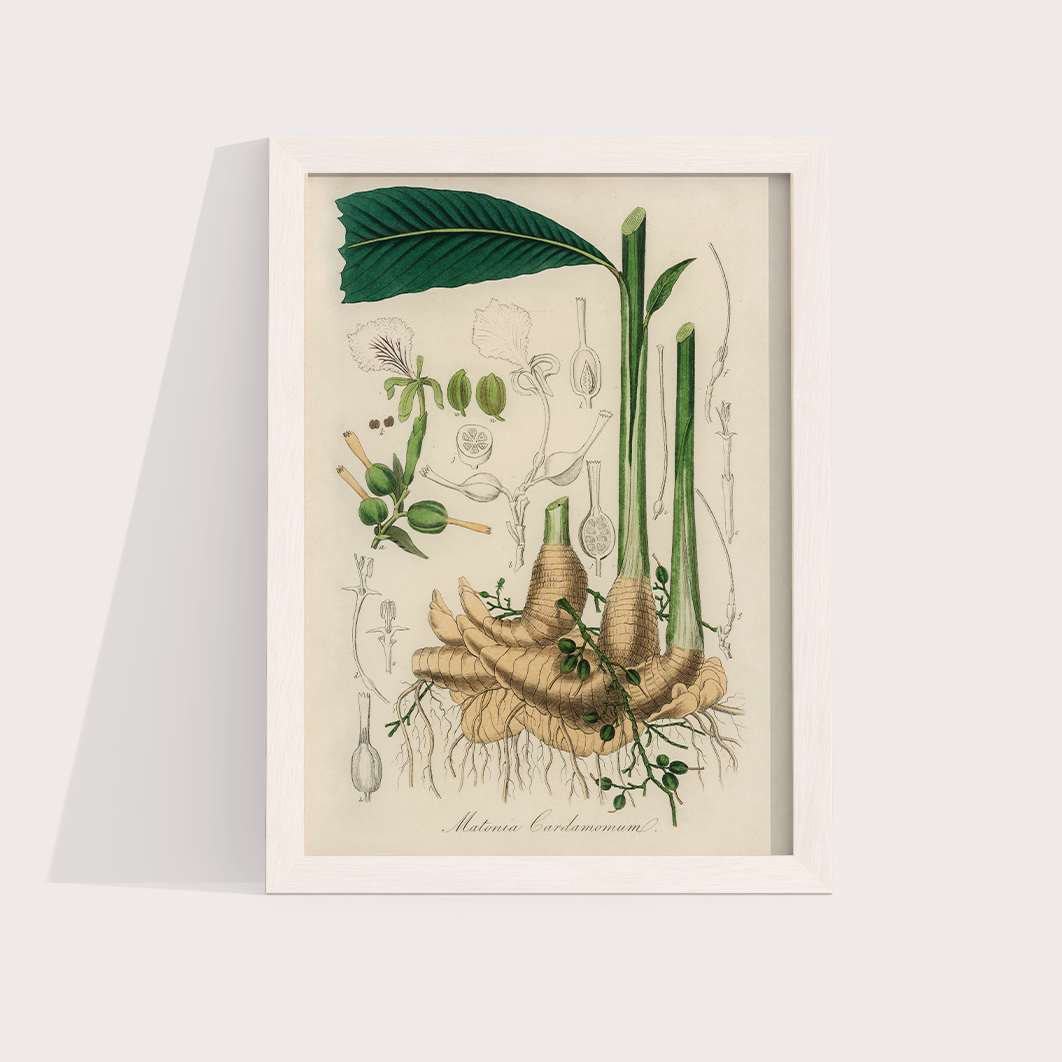Cardamomo Vintage