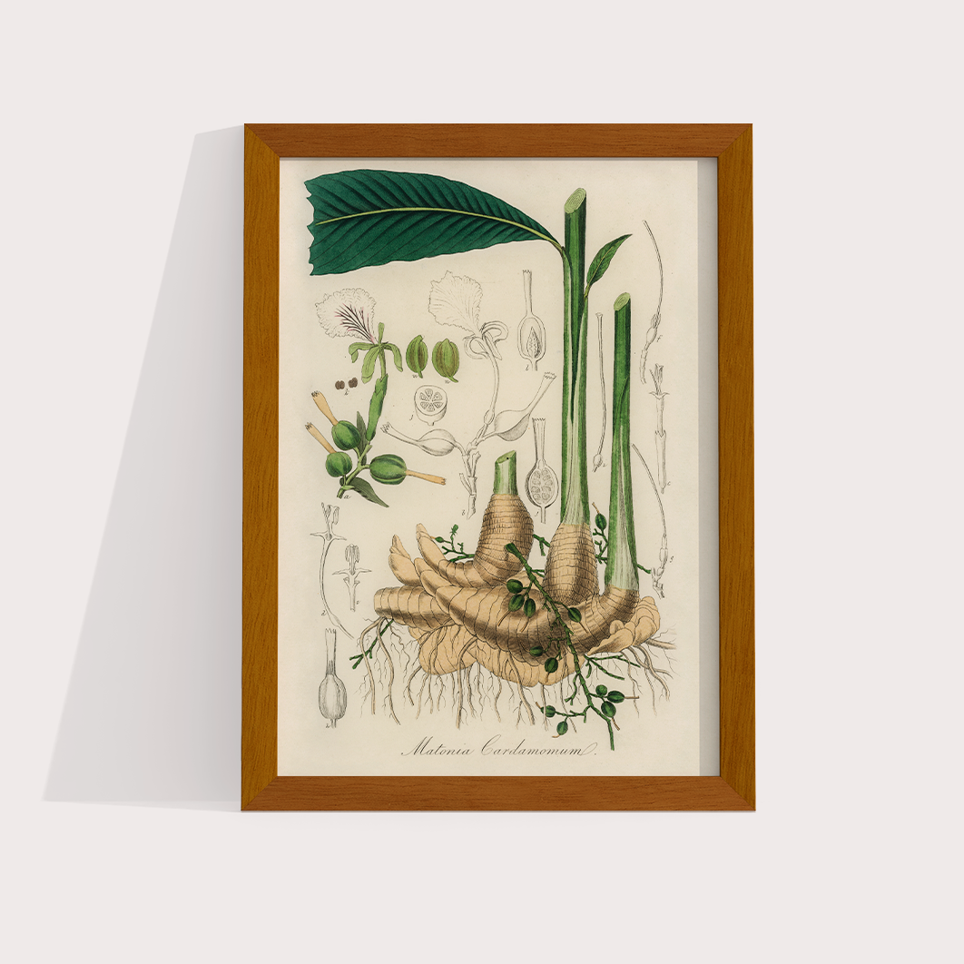 Cardamomo Vintage