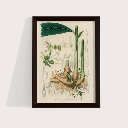 Cardamomo Vintage